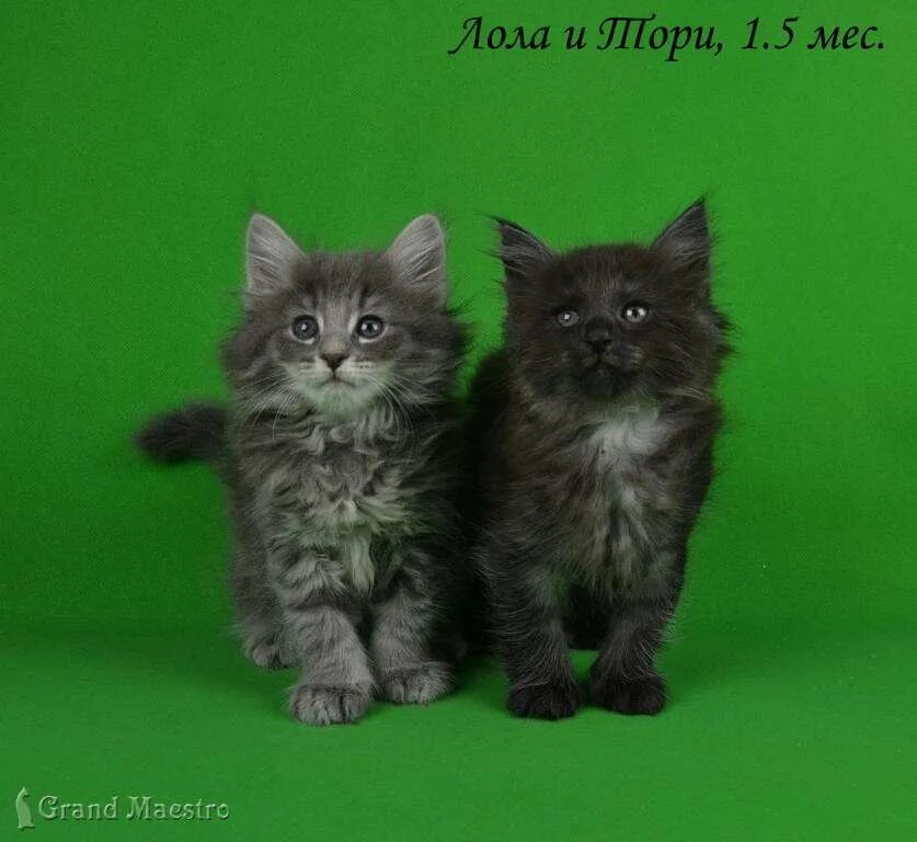 Купить лесного котенка. Норвежские Лесные котята. Норвежская Лесная кошка котята. Норвежская Лесная кошка питомник СПБ. Норвежская Лесная котенок 2 месяца.