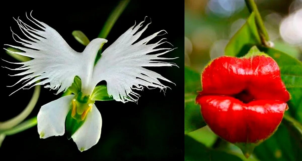 Жизнь похож на цветок. Психотрия возвышенная (Psychotria elata). Интересные цветы. Необычные красивые растения. Цветы красивые необычные.