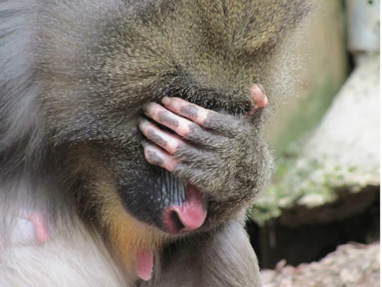 Am monkey