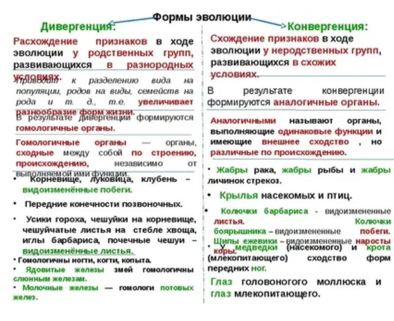 Основные формы эволюции. Дивергенция и конвергенция в биологии таблица с примерами. дивергенция конвергенция параллелизм таблица. эволюционные процессы конвергенция и дивергенция. механизмы эволюции дивергенция конвергенция.