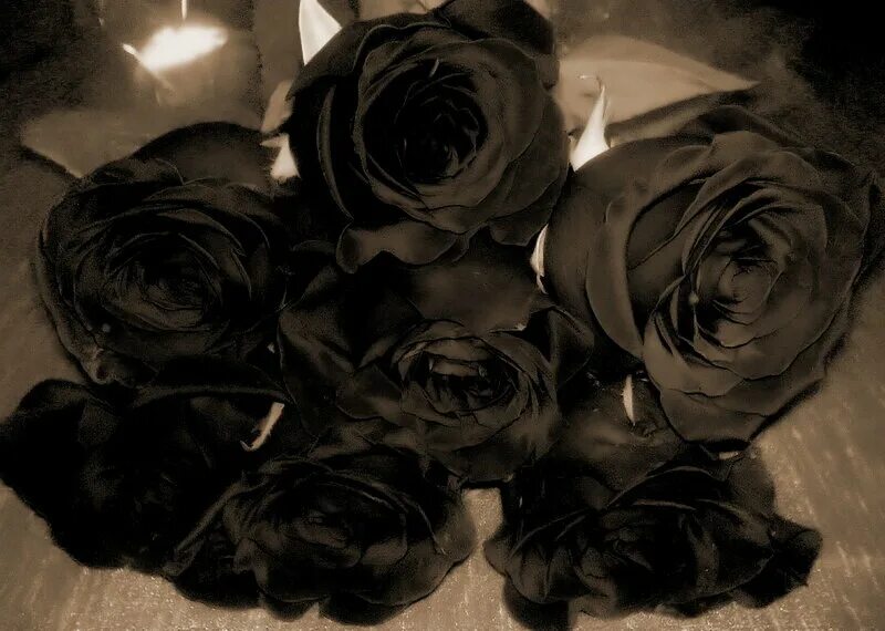 Бел розы для моей черной сестры