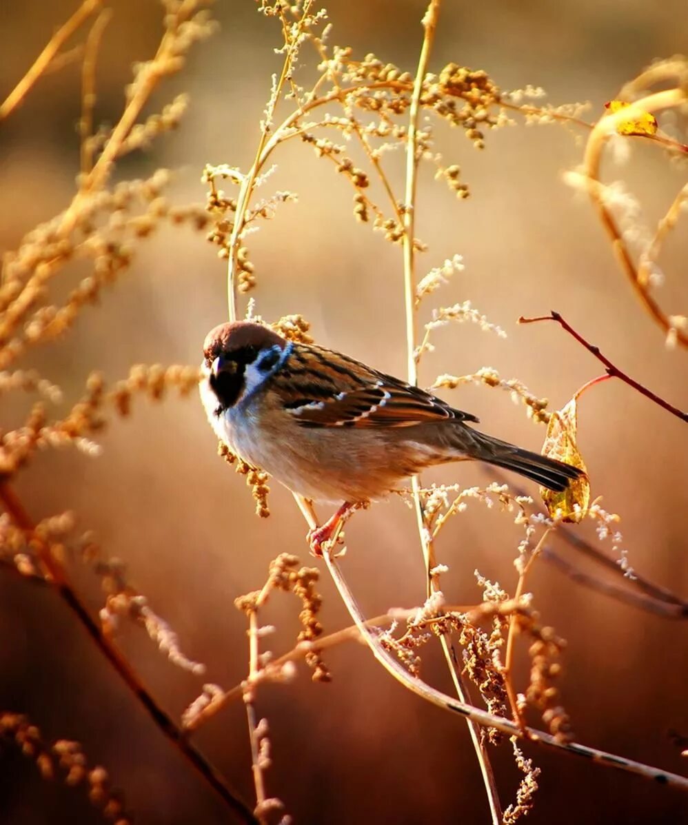 Красивые птицы. Осенние птицы. Птицы в лесу. Птица на ветке.