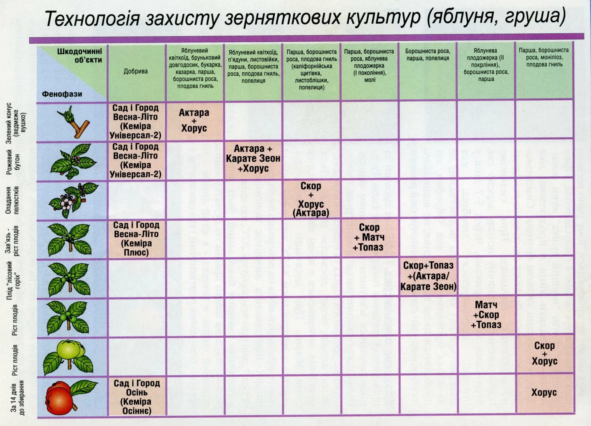 Календарь яблоня. Схема обработки плодовых деревьев от болезней. Схема обработки яблонь весной. График обработки плодовых деревьев весной от вредителей и болезней. Схема обработки косточковых от вредителей.