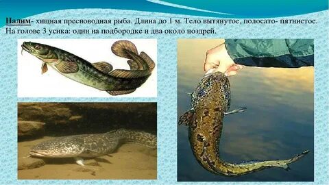 Хищная пресноводная рыба семейства тресковых