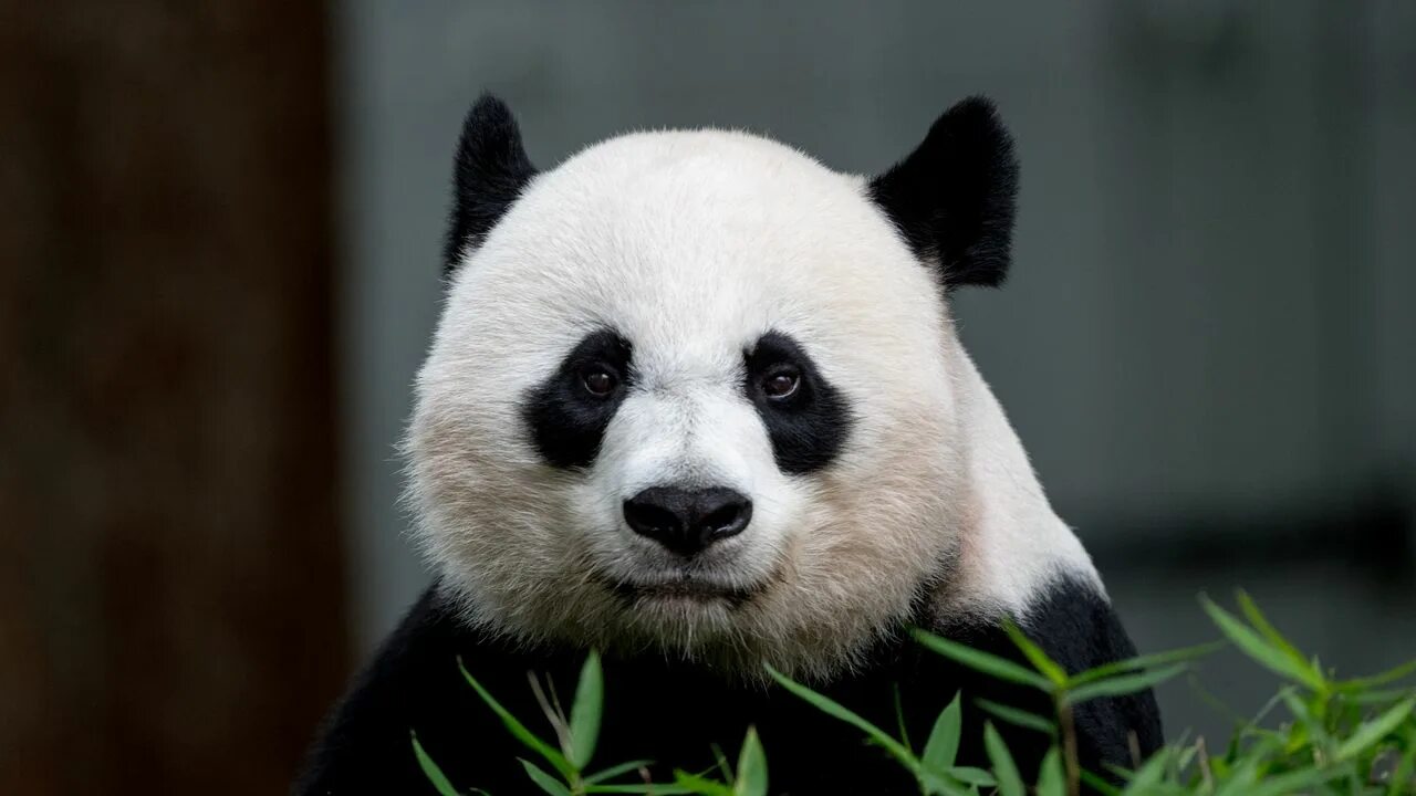 Pandas animals