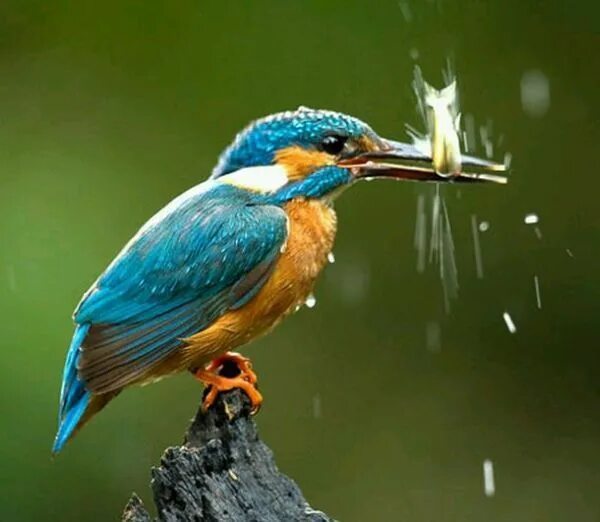 Пин на доске birds Зимородок, Фотографии животных, Животные
