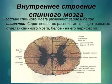 Состав серого вещества спинного