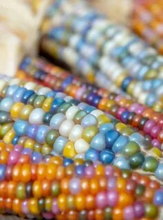 Glass corn