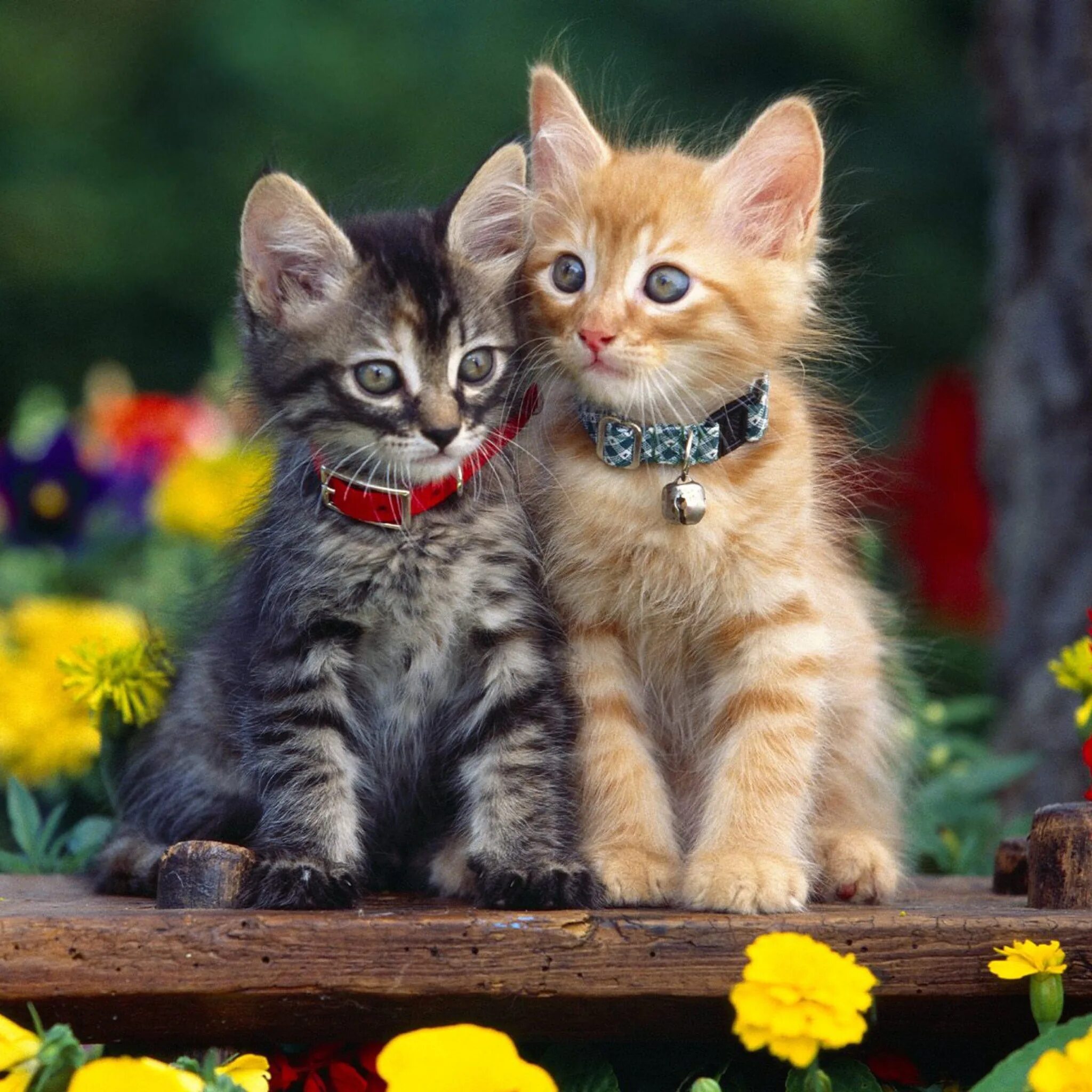 Kitten for 2