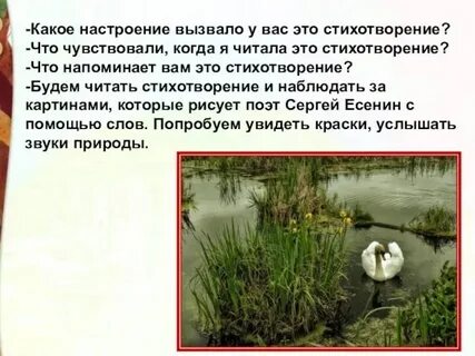 Как поэт относится к лебедушке