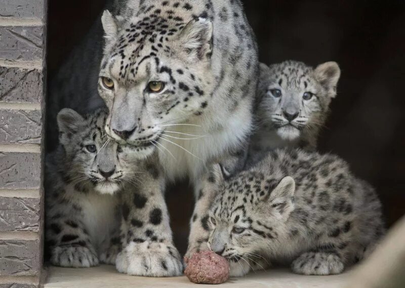 панда и человек в зоопарке. северный белый носорог наджин и фату. вымирающие виды животных. растения и животные сочи. зоосад московского зоопарка.