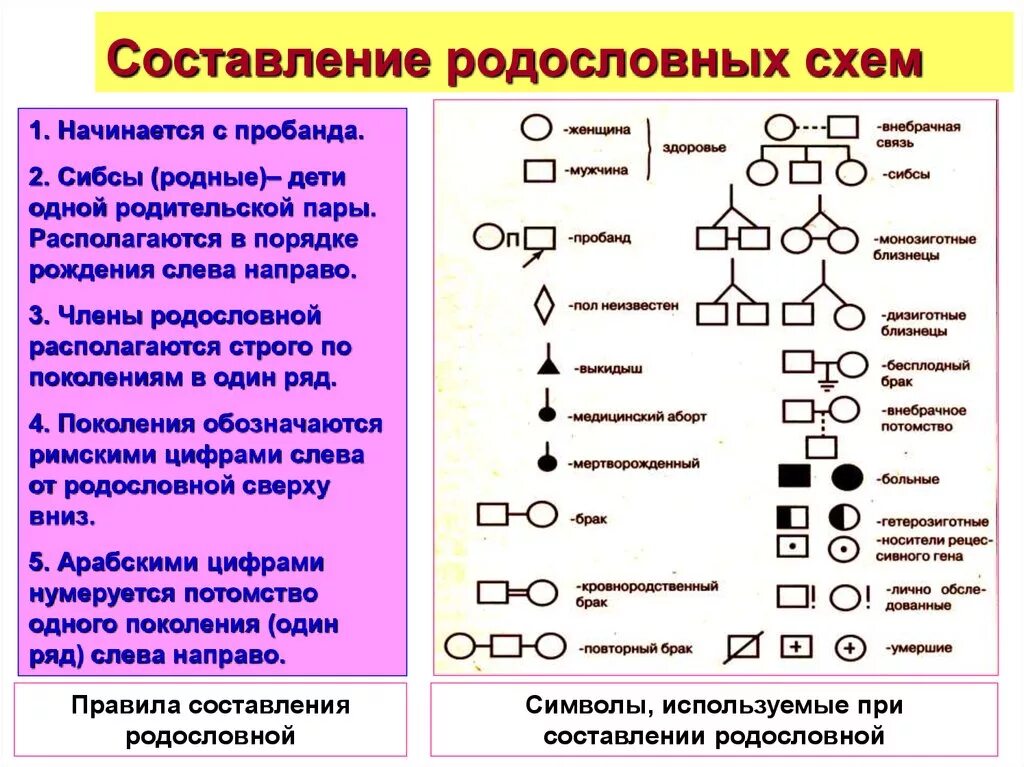 Составление и анализ родословных человека