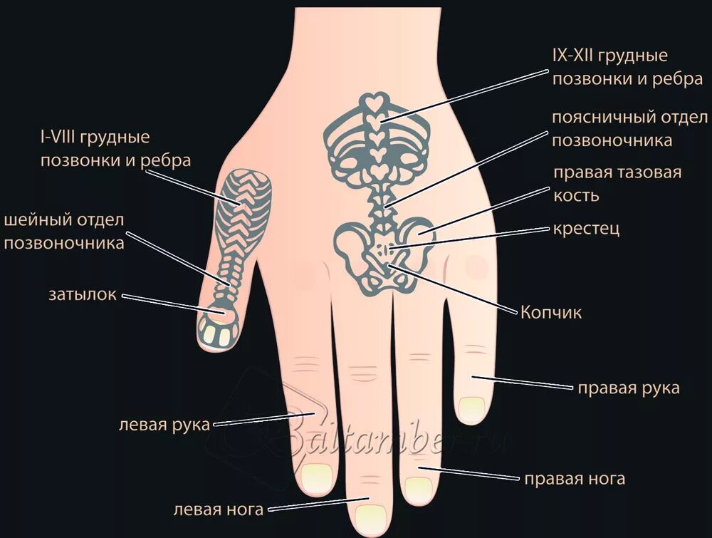 Су-джок проекция на ладони. Точки на тыльной стороне руки. Су джок система соответствия позвоночник. Точки акупунктуры на спине. Акупунктурные точки на спине человека схема расположения.