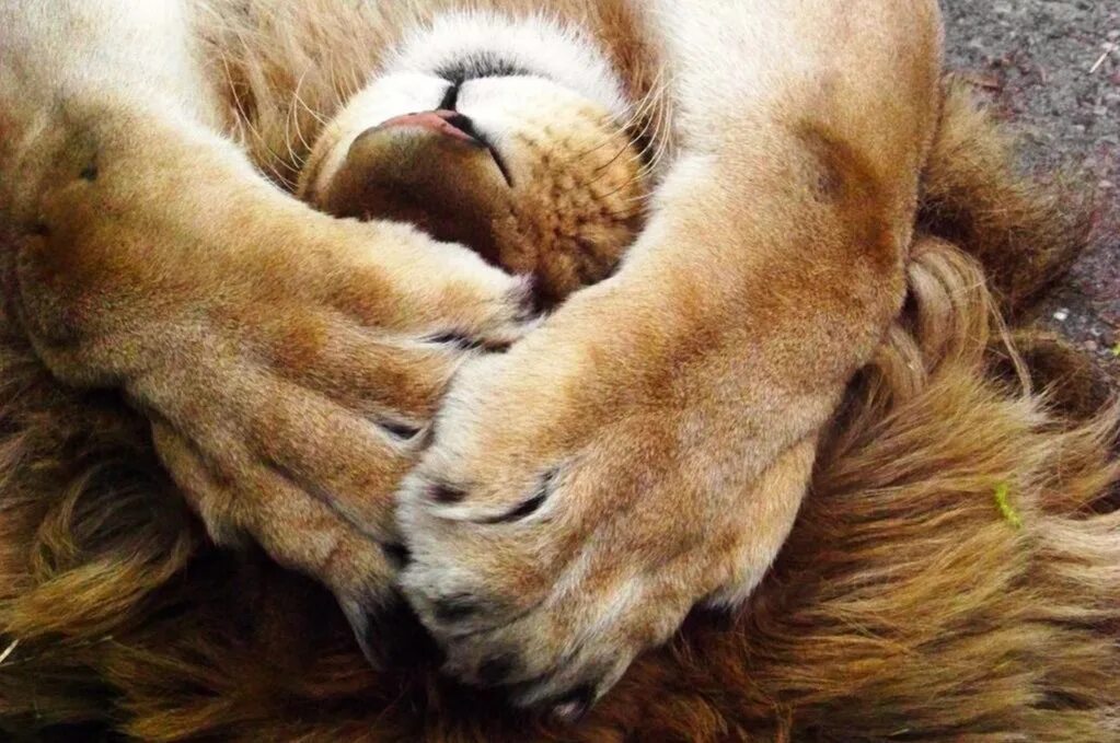 A lion sleep during the day. Lions Sleep during the Day.