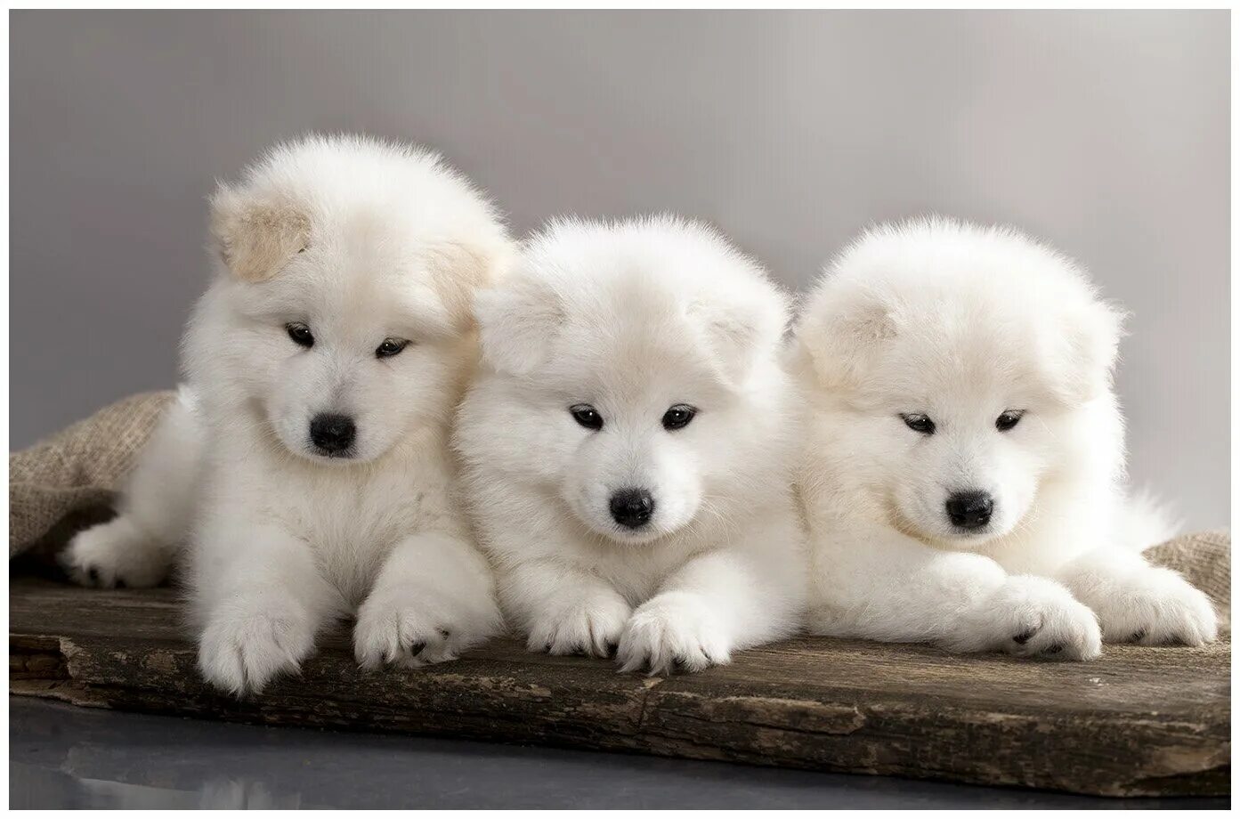 Белое на белом щенки. Мясоед собака. 3 белых собак. 3 белых собак. 3 белых собак.