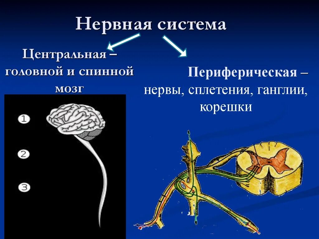 Нервная система. Центральная и периферическая нервная. Периферическая нервная система. Центральная нервная система. Периферическая нервная система ядра