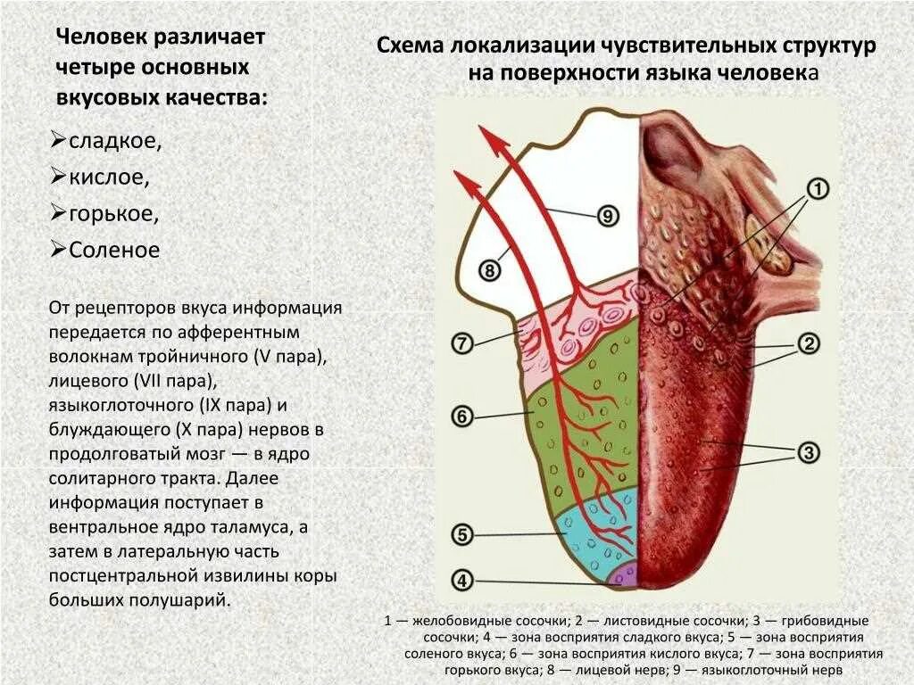 Рецепторы языка схема вкусовые рецепторы. Язык восприятие вкусов схема. Вкусовые рецепторы на языке схема. Рецепторы языка человека схема.