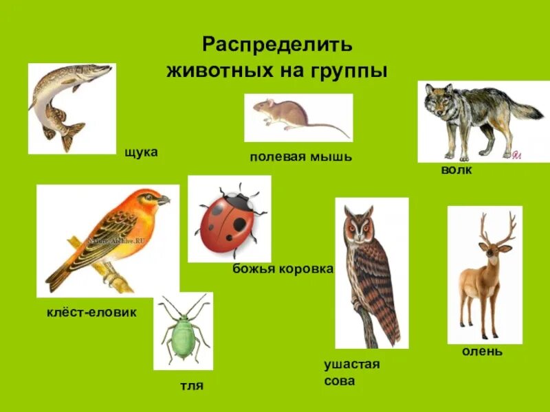 Распределите по группам характерные особенности. Распределить животных по группам. Распредели животных на группы. Животные насекомые птицы звери. Распределить животных на группы окружающий мир.