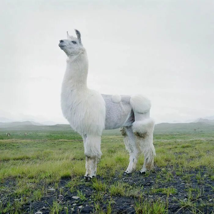 Reflection llama