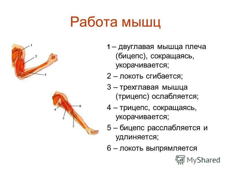 Функция головки двуглавой мышцы. Двуглавая мышца плеча функции. Бицепс плеча функции. Бицепс плеча функции. Функция двуглавой мышцы плеча бицепса.