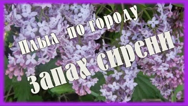 Плыл по городу запах сирени песня слушать