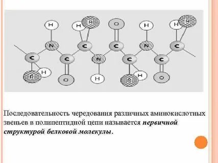 Порядок чередования аминокислот в полипептидной цепи