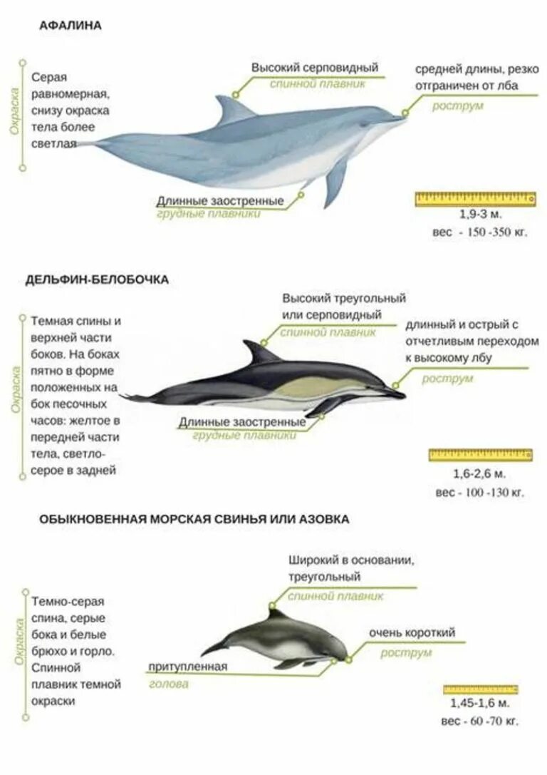 Афалина белобочка и Азовка. Дельфин Азовка в черном море. Дельфины черного моря Афалина белобочка и морская свинья. Афалина черное море Дельфин размер.