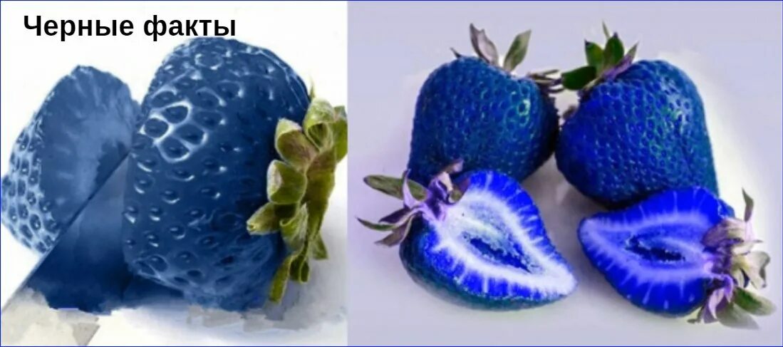Клубника на синем фоне. Blue strawberry. Blue strawberry. Синяя клубника сорт. Клубника синего цвета.