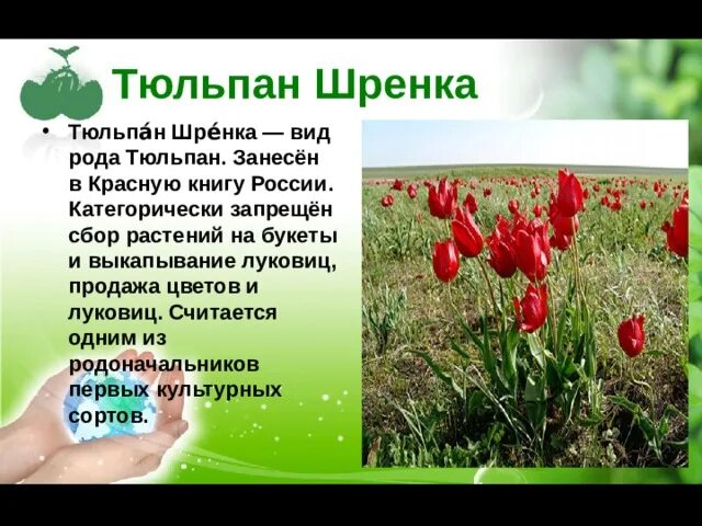 Где растет тюльпан в какой зоне. Тюльпан шренка красная книга описание.