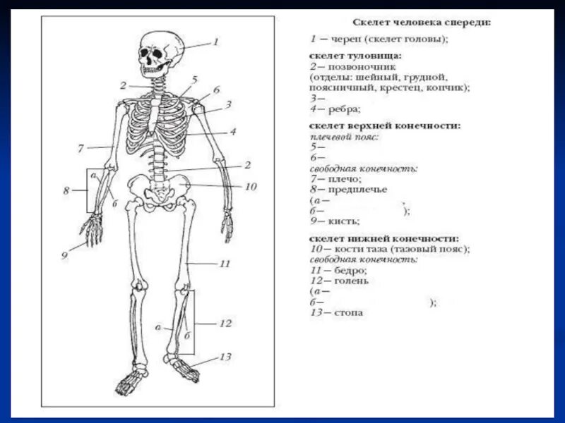 Скелет егэ. Скелет человека 8 класс биология из учебника. кости скелета строение скелета 8 класс биология. контрольная работа по биологии 8 класс скелет человека. контрольная работа по биологии 8 класс скелет человека с ответами.