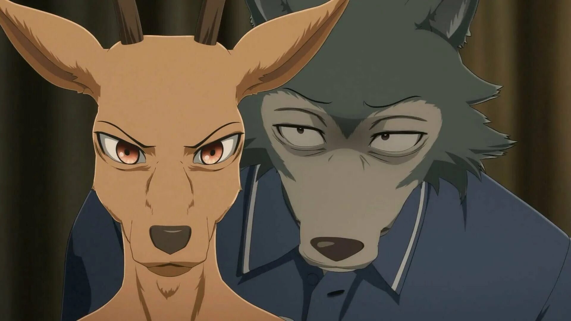аниме beastars 1 сезон. выдающиеся звери 2 сезон. выдающиеся звери / beastars. луи из beastars. Beastars.