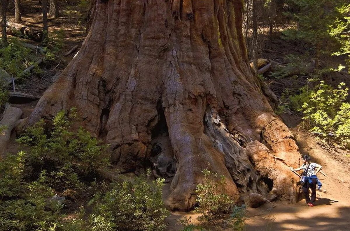 Самое высокое дерево северной америки природные зоны. Секвойя дерево. Секвойя вечнозеленая дерево. Секвойя и сосна. Секвойя дерево гигант.