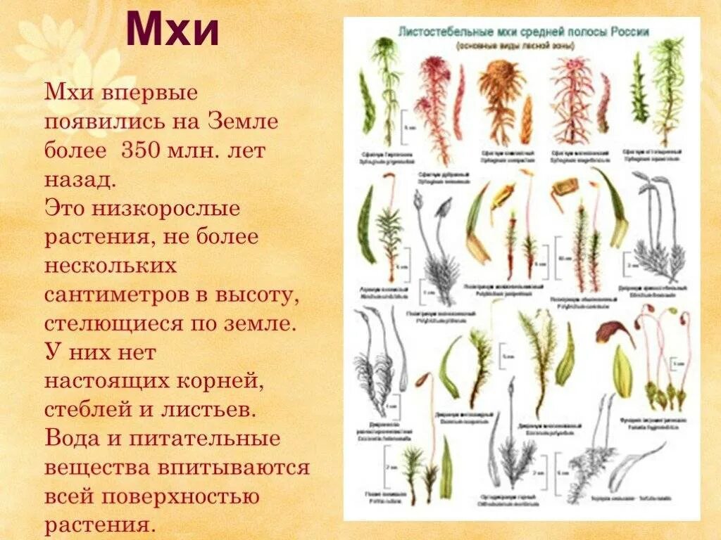 Листостебельные мхи листостебельные мхи. Однодольные листостебельные мхи. Листостебельные мхи 3 класс. Листостебельные мхи названия. Примеры растений группы мхов