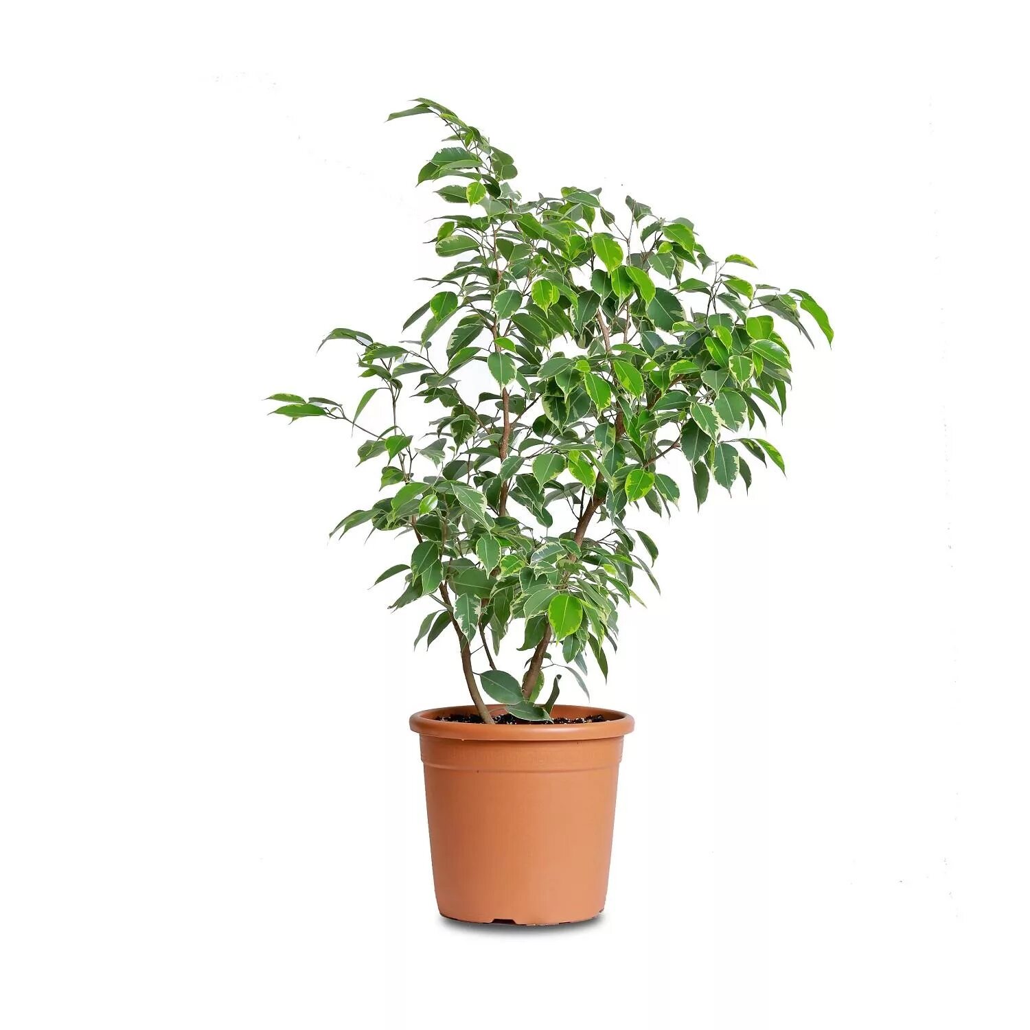 5' Weeping Ficus Silk Tree
