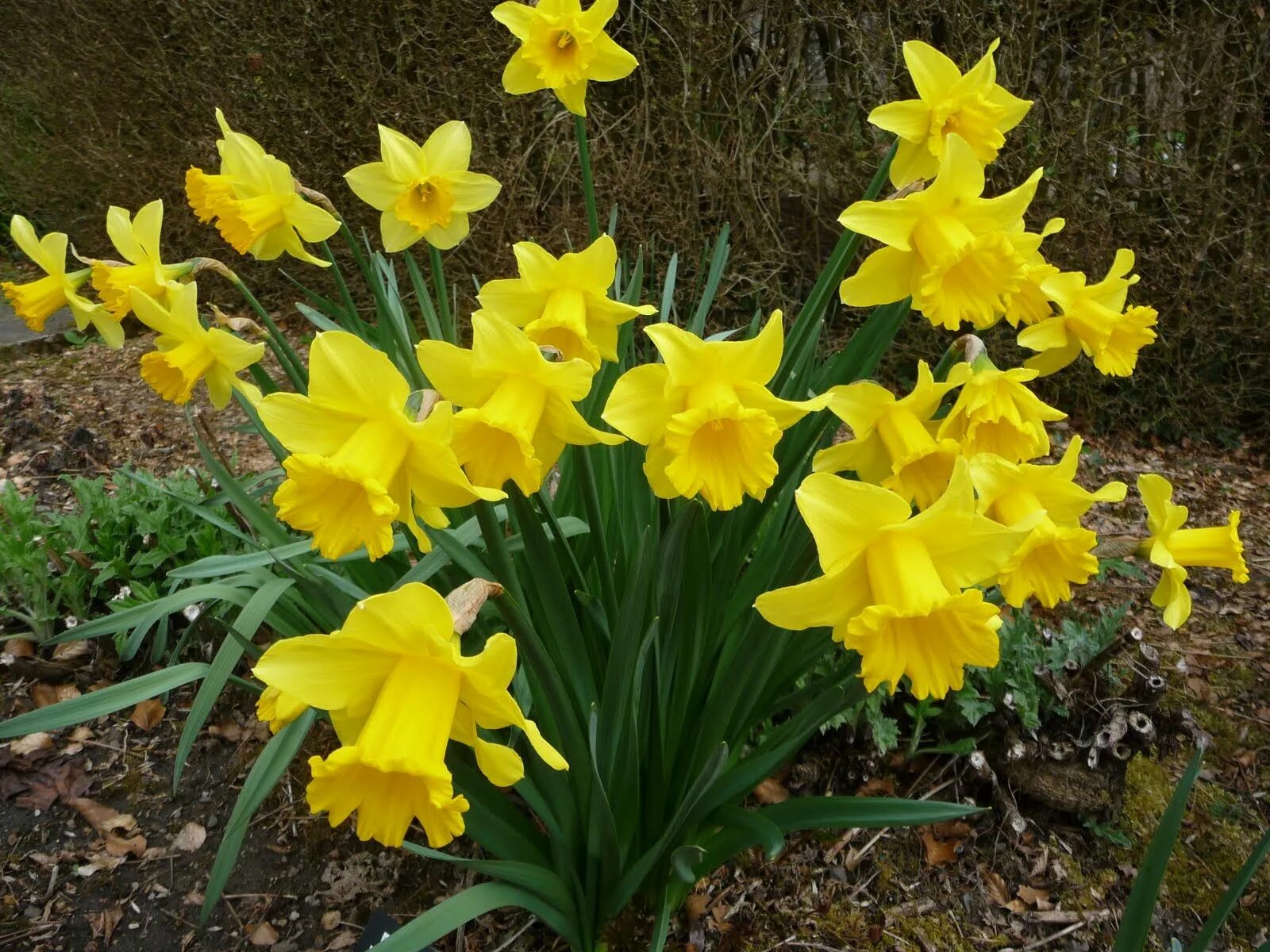 Название цветка нарцисс. Нарцисс фебруари Голд. Нарцисс February Gold. Нарцисс корончатый. Нарцисс Jersey Star.