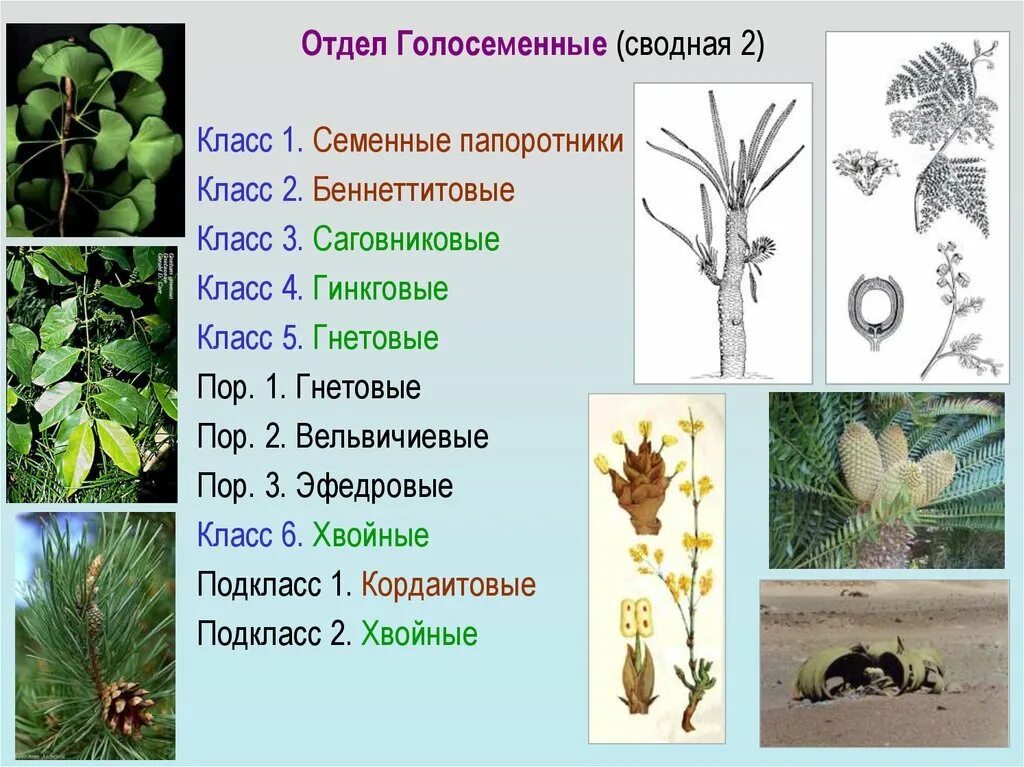 Характеристики голосеменных 7 класс. Гинкговые и Саговниковые. Хвойные Гинкговые Гнетовые Саговниковые. Отдел Голосеменные Гинкговые Гнетовые Саговниковые. Беннеттитовые Голосеменные.