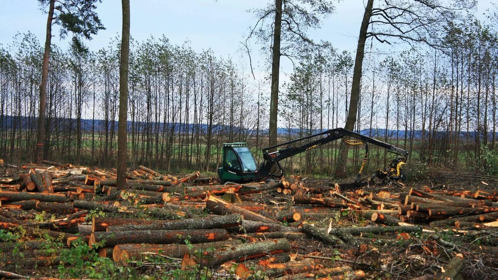 Лес Архангельской области вырубка. Истребление лесного Покрова земли. Вырубка деревьев. Истребление лесов. Изм лес