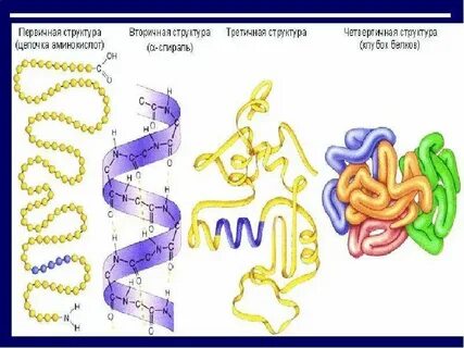 Функции первичных и вторичных белков