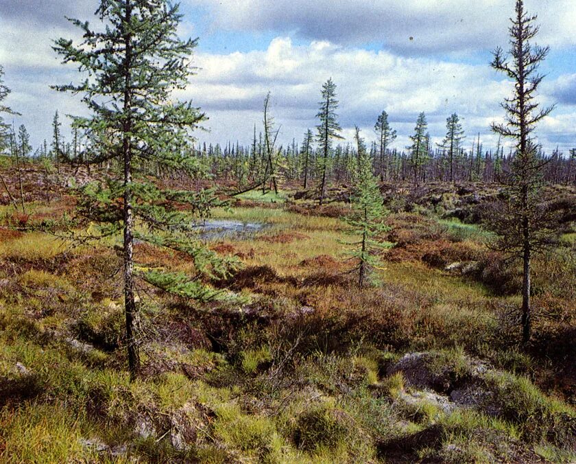 Заболоченная тайга сибири. Южная кустарниковая тундра. Большеземельская тундра. Мохово-лишайниковая тундра. Почва тайги и тундры.