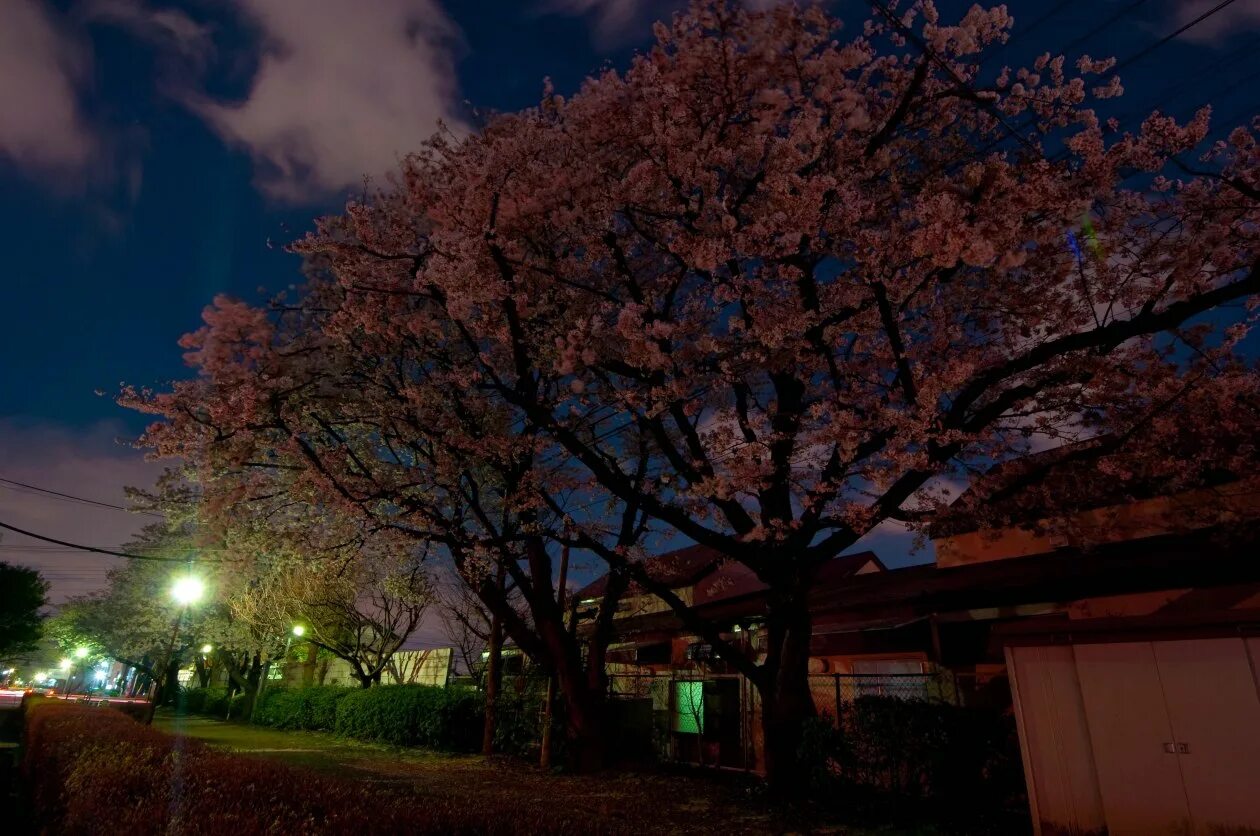 Сакура ночью. Сеул Сакура. Япония Сакура закат. Сакура дерево на закате.