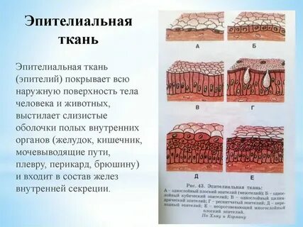Какой эпителий выстилает желудок