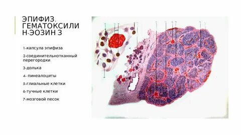 Анатомия и гистология
