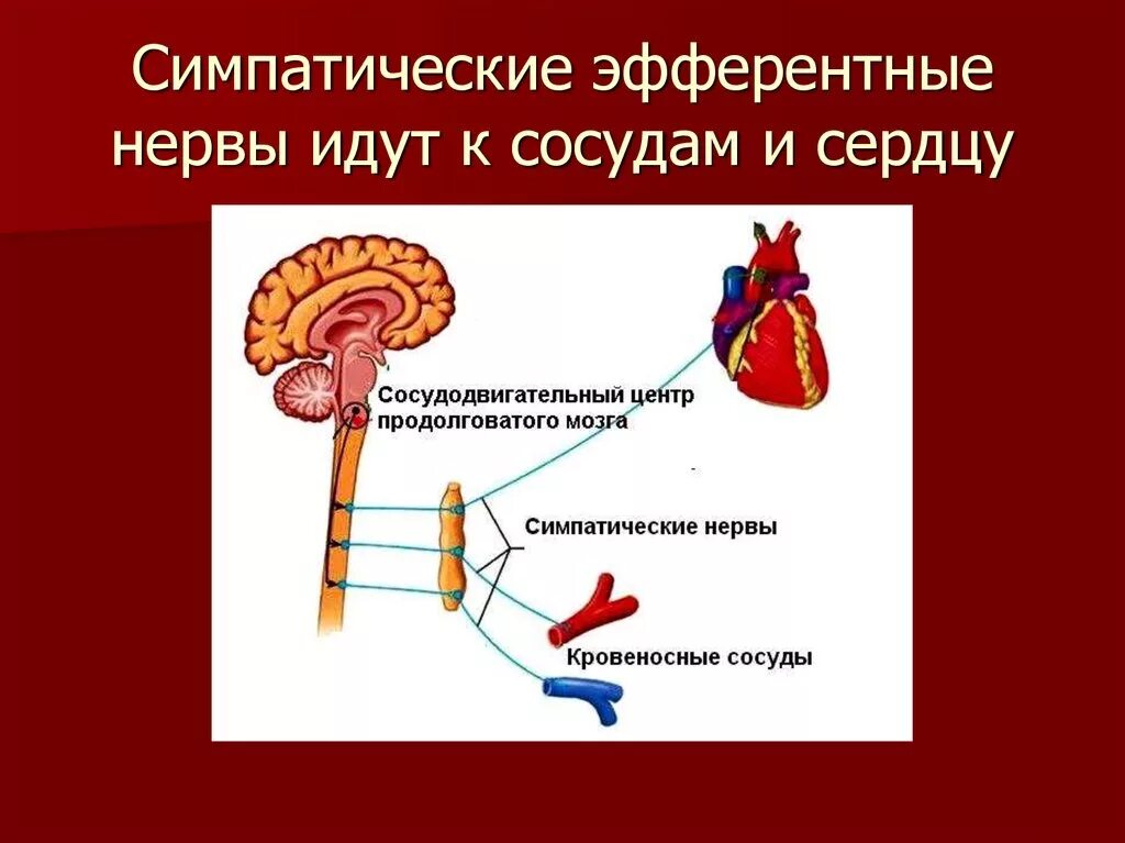 Сосудодвигательный центр в мозге. Сосудодвигательный центр продолговатого мозга. Эфферентные нервы симпатические. Эфферентные нервы сердца. Эфферентный нерв к сосуду.
