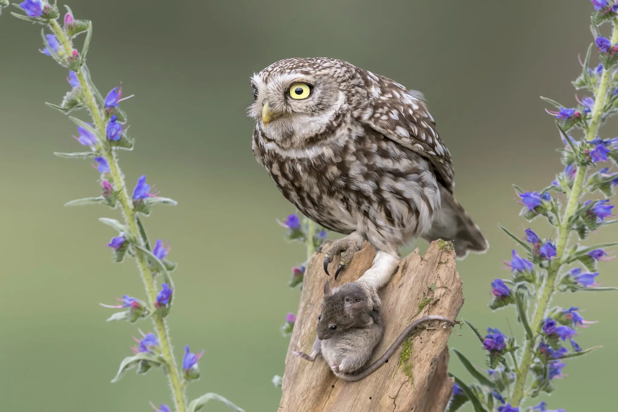 Злая сова. Глаза совы. Sova f. Птица иглоногая сова. Сова капуша.