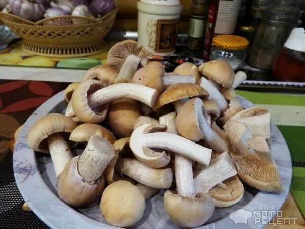 Грибы курочки на зиму рецепты. Гусочки грибы приготовление. кусочки курочки грибы. курочки гусочки белые грибы. грибы курочки и гусочки фото и описание.