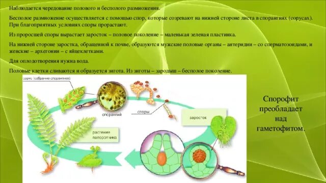 Чередование полового и бесполого размножения. Чередование полового и бесполого поколений. Чередование половых и бесполых типов размножения это. Чередование полового и бесполого поколений у животных. Спора специализированная клетка