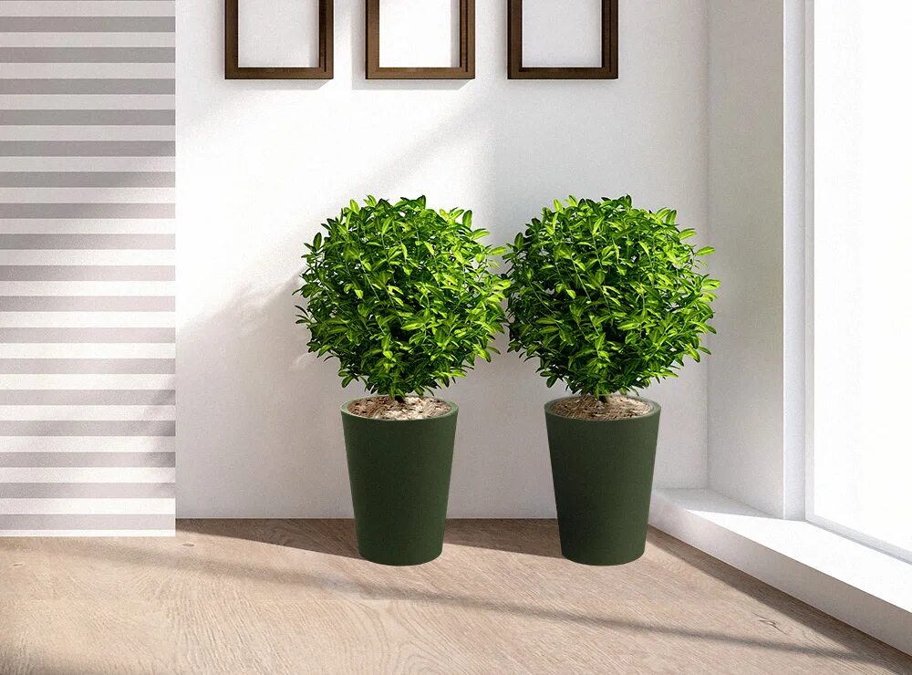 кашпо рондо 32 белый 15780. цветы в горшках на полу. цветок напольный. цветы в горшках на полу. Lechuza cubico замиокулькас.