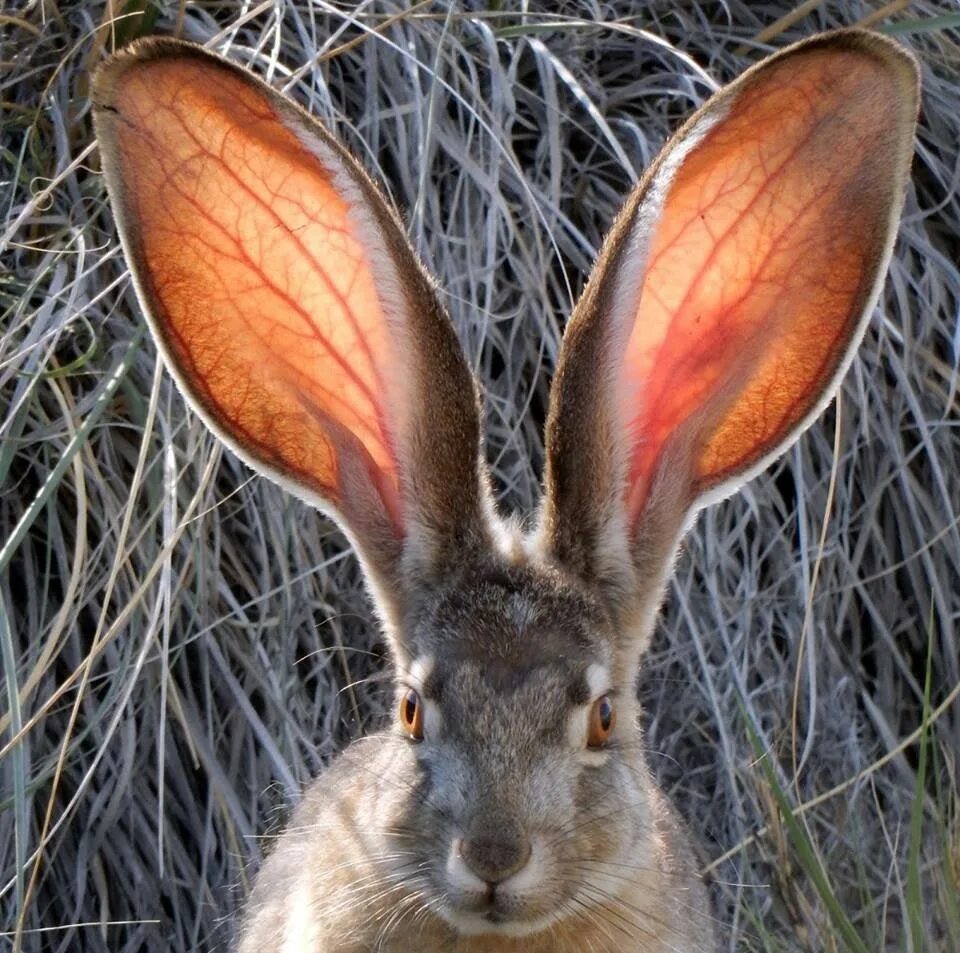 Заяц с большими ушами. Смешной заяц. Уши зайца. Длинноухий заяц.