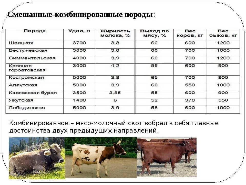 20 коров сколько молока. Характеристика молочных пород КРС. Таблица продуктивность Бычков мясных пород. Молочная продуктивность КРС таблица. Корова айрширской породы параметры.