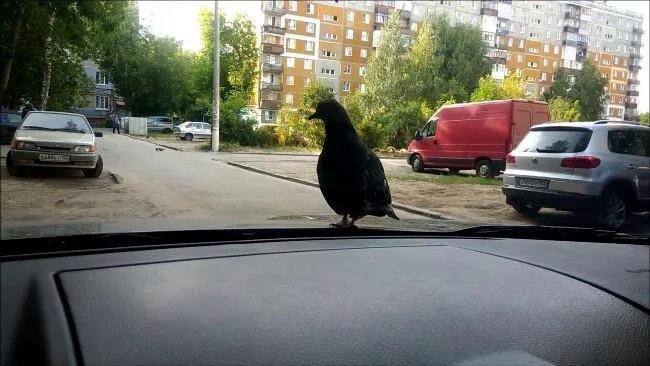 Сбитый машиной голубь. Машина голубь. Голубь и авто. Голуби нагадили на машину. Голубь сел на машину приметы.